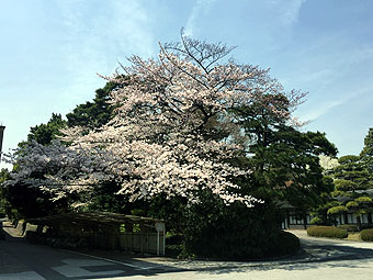 皇居乾通り