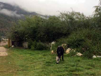 Vacation rental in Paro