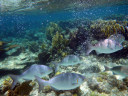 Playa Coral