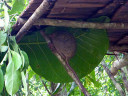 Tarsier Conservation Area