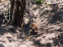 Rinca Island