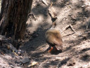 Rinca Island