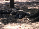 Komodo Island