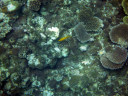 North Reef of Taketomi Island