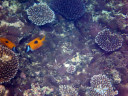 North Reef of Taketomi Island