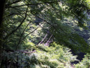 Oku-Iya Niju Kazurabashi (Double Vine Bridges)