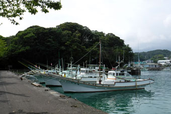 Tosa Shimizu Sakana Center - Ashizuri Kuroshio Fish Market