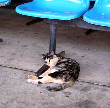 relaxing cat at the station