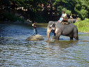 Elephant Riding