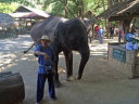 Elephant Show