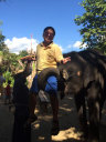 Elephant Show