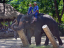 Elephant Show