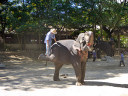 Elephant Show