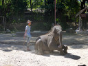 Elephant Show