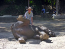 Elephant Show