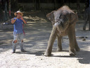 Elephant Show