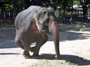 Elephant Show