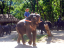 Elephant Show