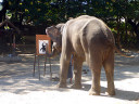 Elephant Show