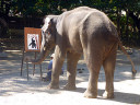 Elephant Show