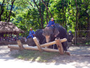 Elephant Show