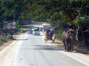 Oxen Cart Riding