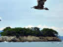 Matsushima Bay Cruise