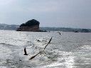 Matsushima Bay Cruise