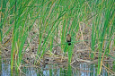 Everglades Holiday Park