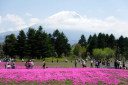 富士芝桜まつり