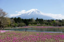 富士芝桜まつり