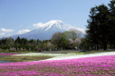 富士芝桜まつり