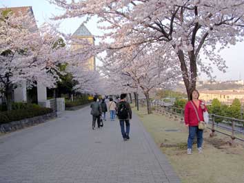 都立大学の前の通り